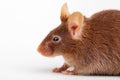 Brown mouse Royalty Free Stock Photo