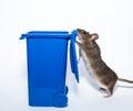 Brown mouse and recycle container