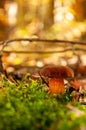 Brown muchroom in the forest Royalty Free Stock Photo