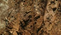 Muddy soil from the tropics nature Royalty Free Stock Photo