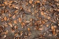 brown muddy surface with fallen leaves