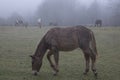 brown mule grazing in the field