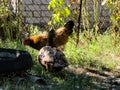 Brown Muscovy Duck or Cairina moschata in the backyard Royalty Free Stock Photo