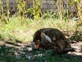 Brown Muscovy Duck or Cairina moschata in the backyard Royalty Free Stock Photo