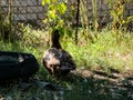 Brown Muscovy Duck or Cairina moschata in the backyard Royalty Free Stock Photo