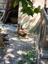 Brown Muscovy Duck or Cairina moschata in the backyard Royalty Free Stock Photo