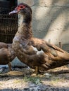 Brown Muscovy Duck or Cairina moschata in the backyard Royalty Free Stock Photo
