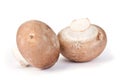 Brown mushroom Royalty Free Stock Photo