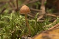 Brown mushroom against a background of green moss and dry leaves and brown cones of coniferous trees.