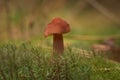 Brown mushroom against a background of green moss and dry leaves and brown cones of coniferous trees.