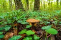 Brown mushroom in the autumn forest Royalty Free Stock Photo