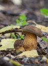Brown mushroom Royalty Free Stock Photo