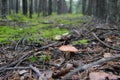 Beautiful mushrooms in nature.