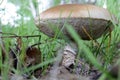 Brown mushroom caps Royalty Free Stock Photo