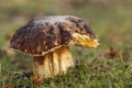 Brown mushroom in the grass