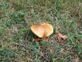 Brown mushroom in green grass or lawn Royalty Free Stock Photo
