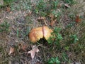 Brown mushroom in green grass or lawn Royalty Free Stock Photo