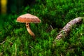 Brown mushroom on a green moody forest floor with a nice bokeh