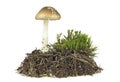 Brown mushroom with green moss isolated on white background Royalty Free Stock Photo