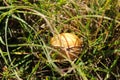 Brown mushroom growing in the grass Royalty Free Stock Photo