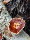 Brown mushroom growth in dead tree Royalty Free Stock Photo