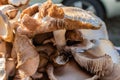 Brown mushroom hymenium texture closeup and blur background Royalty Free Stock Photo