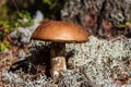 Brown mushroom (Leccinum scabrum) commonly known as the rough-stemmed violet, among the white lichen Royalty Free Stock Photo