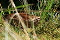 Brown mushroom - Leccinum scabrum