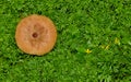 Brown mushroom in lush ground cover. Royalty Free Stock Photo