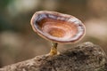 Brown mushroom Microporus xanthopus Fr. Kuntze on tree branch Royalty Free Stock Photo