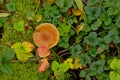 Brown mushroom, moss and wild strawberry plant on the forest floor