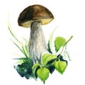 Brown mushroom paited with watercolor