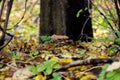 Brown mushroom peeking up between fallen leaves Royalty Free Stock Photo