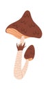 Brown mushroom with pointed cap Royalty Free Stock Photo