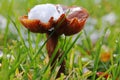 A brown mushroom with a snow hood