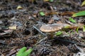 Brown mushroom toadstool in the forest, selective focus Royalty Free Stock Photo