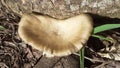 Brown mushroom 