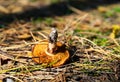 Brown mushroom uprooted in the forest. Autumn, fungi time Royalty Free Stock Photo