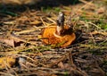 Brown mushroom upside down in the woods. Autumn, fungi time Royalty Free Stock Photo