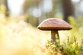 Brown mushroom in the woods. Royalty Free Stock Photo