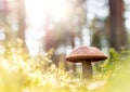 Brown mushroom in the woods. Royalty Free Stock Photo