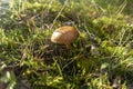 Brown mushroom in the woods. Fungus in the middle of trees and grass in forest. Sun shining. Royalty Free Stock Photo