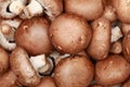 Brown mushrooms Royalty Free Stock Photo