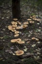 Mushrooms growing in line Royalty Free Stock Photo