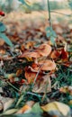 Brown mushrooms grow in the grass between leaves fallen from trees on a fine autumn day Royalty Free Stock Photo