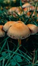 Brown mushrooms grow in the grass between leaves fallen from trees on a fine autumn day Royalty Free Stock Photo