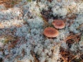 Mushrooms grow among the moss Royalty Free Stock Photo