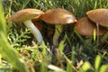 Brown mushrooms growing among green grass under sunlight in summer forest Royalty Free Stock Photo