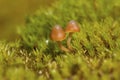 Brown mushrooms growing among moss in the Antarctic