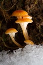 Brown mushrooms growing among snow in the Antarctic